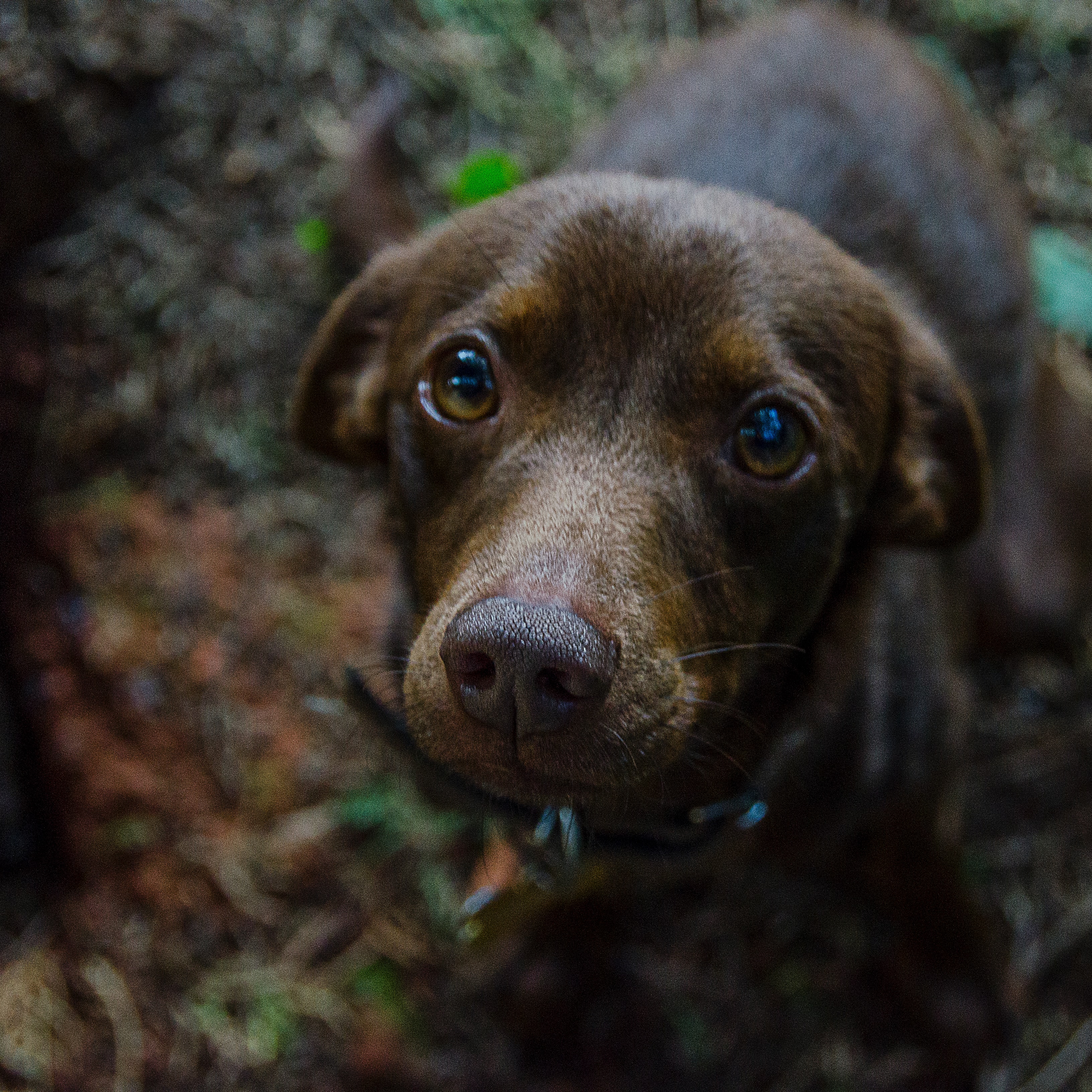 Puppy eyes